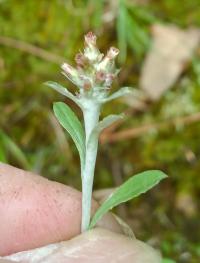 Gamochaeta purpurea image